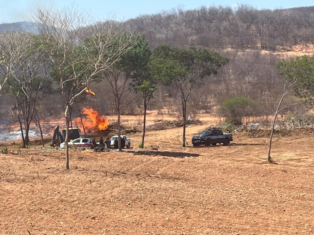 Operação destrói cerca de 60 mil pés de maconha cultivados em fazenda no Sertão da Paraíba