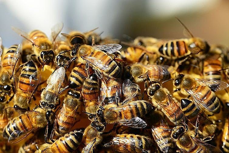 Duas pessoas são internadas em estado grave em Campina Grande após serem atacadas por abelhas