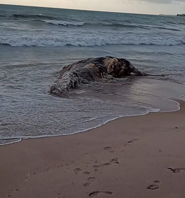 Baleia-jubarte é encontrada morta na praia de Intermares