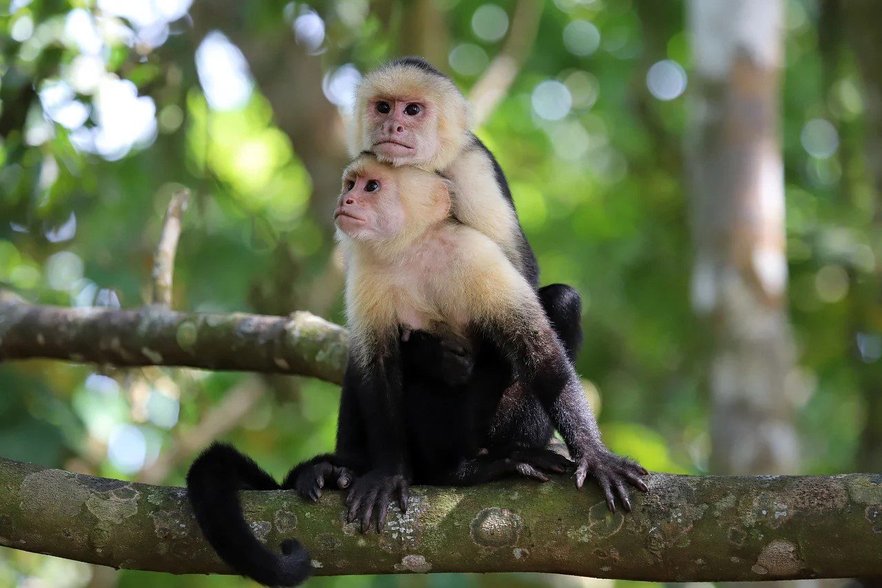 Mais de 40 macacos fogem de centro de pesquisa nos EUA; cidade entra em alerta