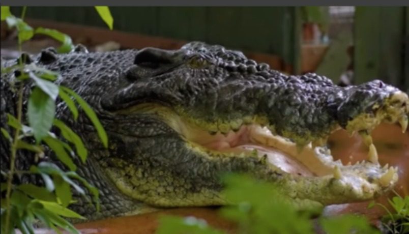 Com mais de 100 anos de idade, maior crocodilo cativo do mundo morre na Austrália