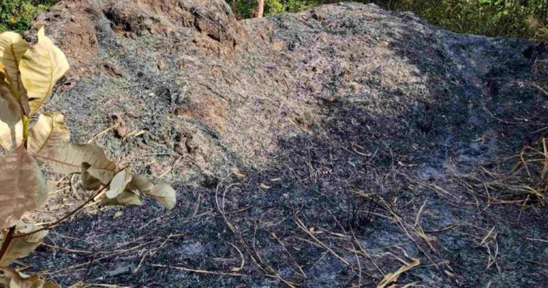 Corpo carbonizado é encontrado dentro de mata em João Pessoa