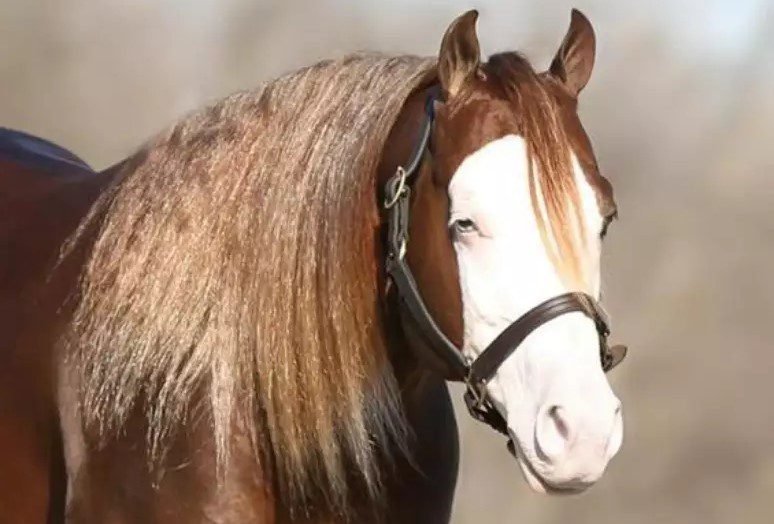 cavalo, criador, leilão