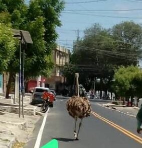 Avestruz é visto andando em comércio de Mossoró e chama atenção