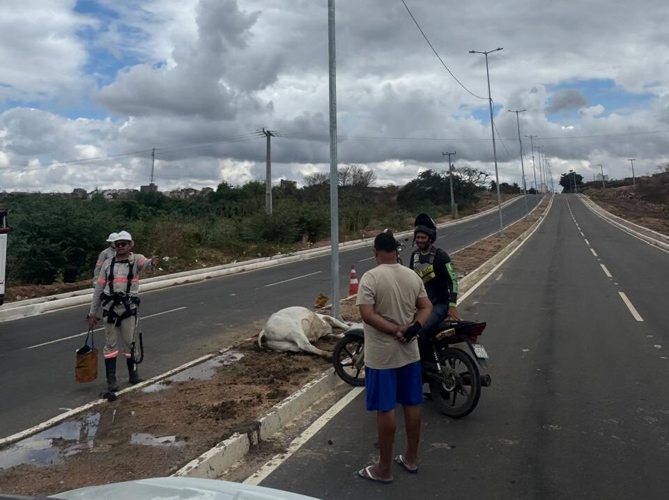 Bezerro morre eletrocutado ao encostar em poste em estrada em Cajazeiras