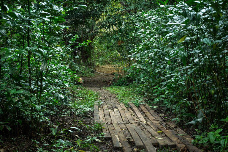 Caminhada interativa apresenta plantas nativas para crianças a partir de 5 anos neste sábado em João Pessoa