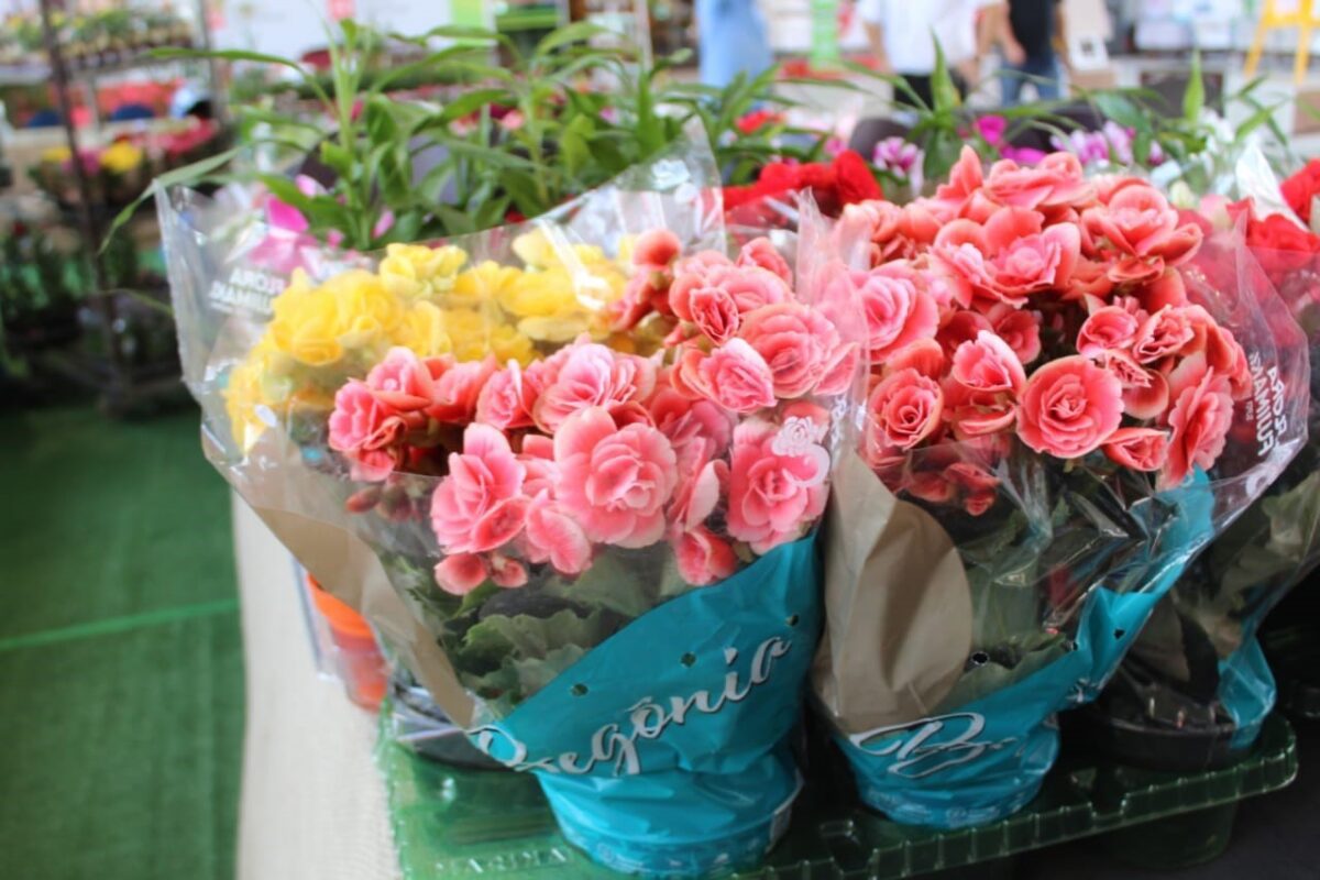 Feira de Flores com mais de 200 espécies acontece na Ferreira Costa durante o mês de janeiro