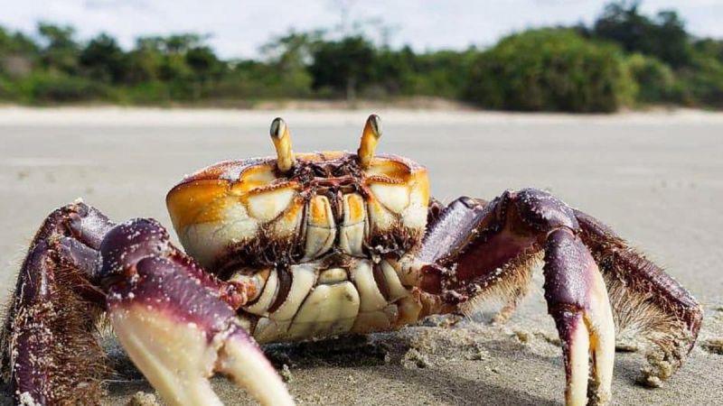 Começa período de defeso do caranguejo-uça e comercialização fica proibida na Paraíba até 18 de janeiro